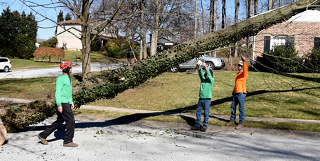 Specialty Tree Service