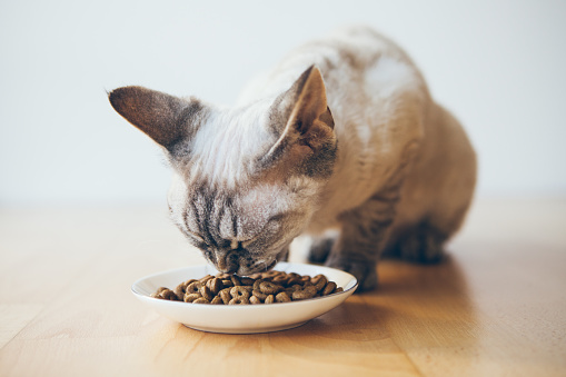 Freeze-dried chicken cat treats