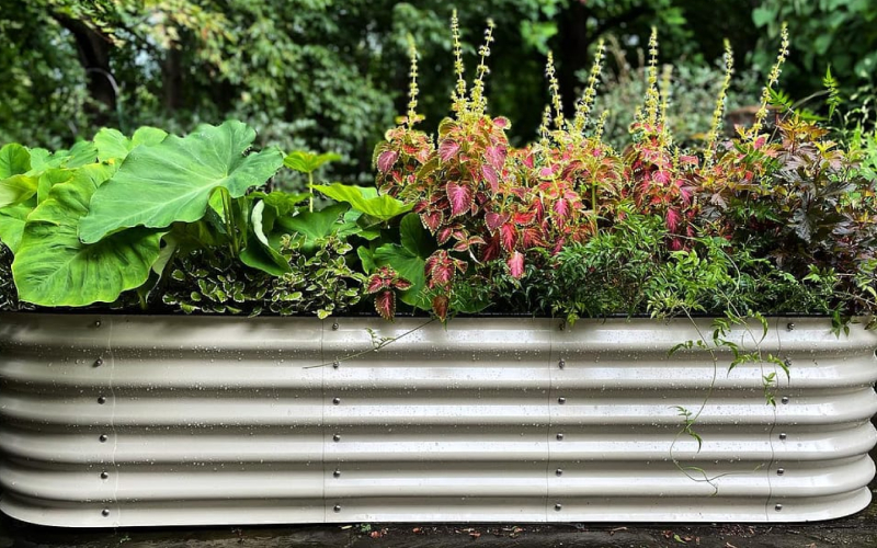 galvanized raised beds