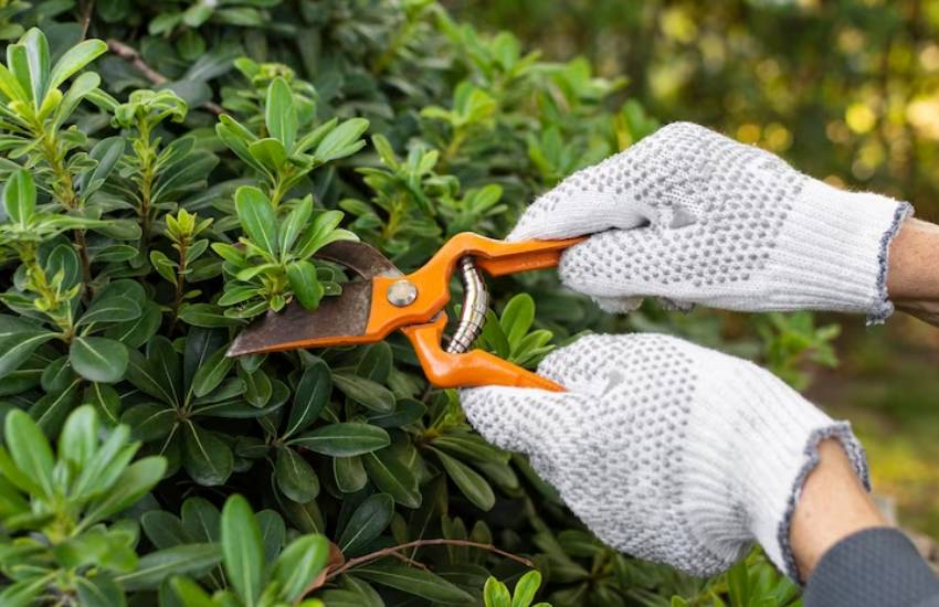 Tree pruning service