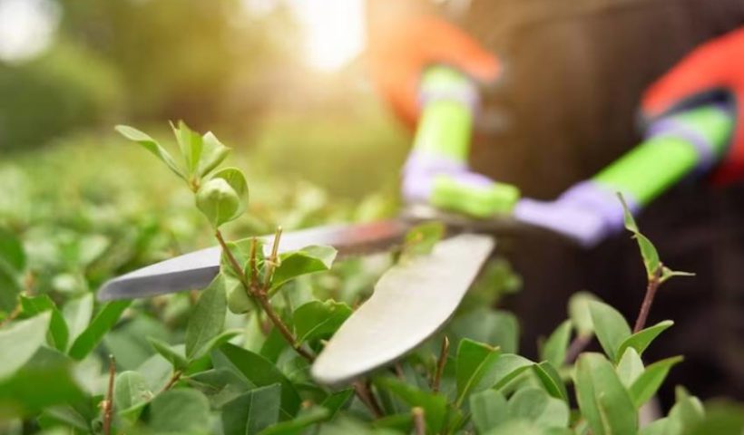 Tree pruning service