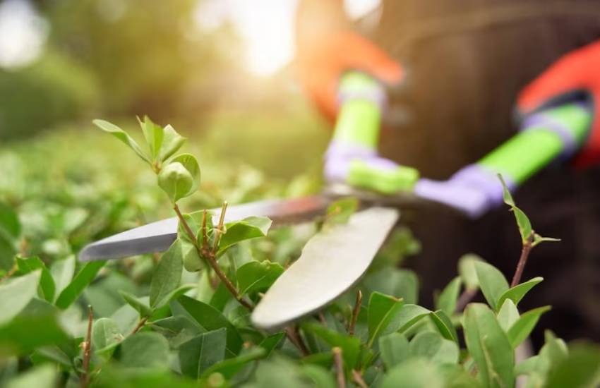 Tree pruning service