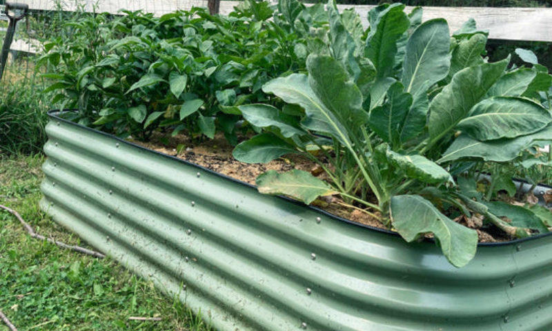 galvanized raised beds