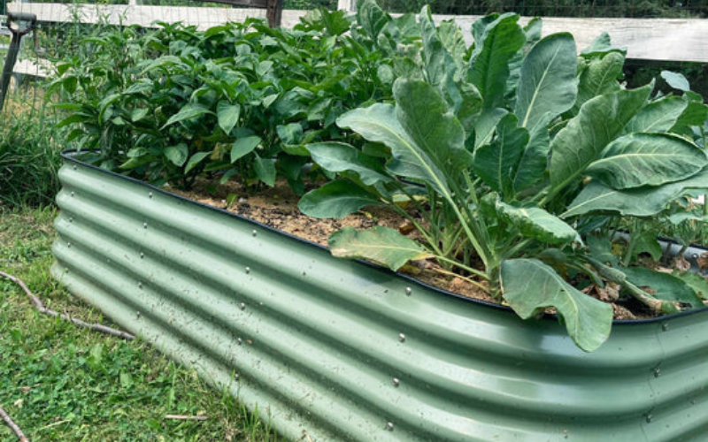 galvanized raised beds