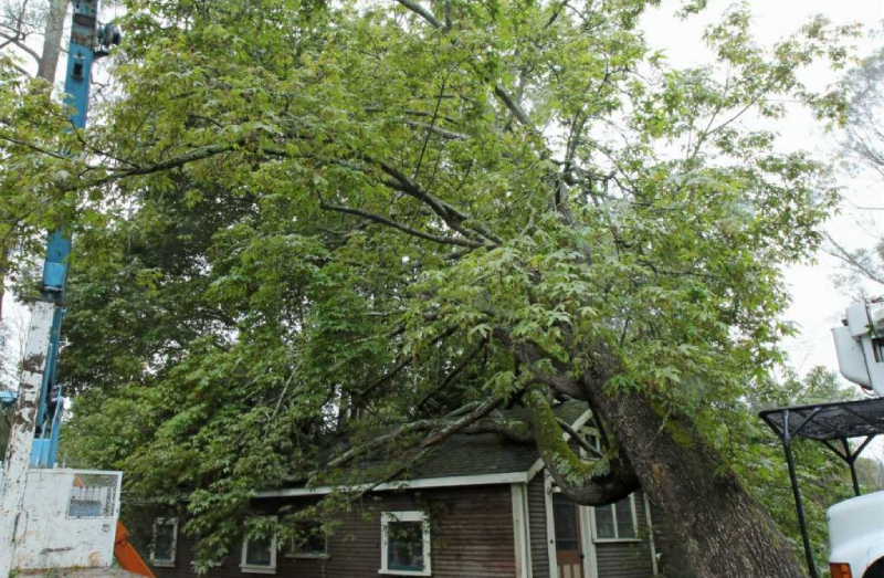 tree pruning service