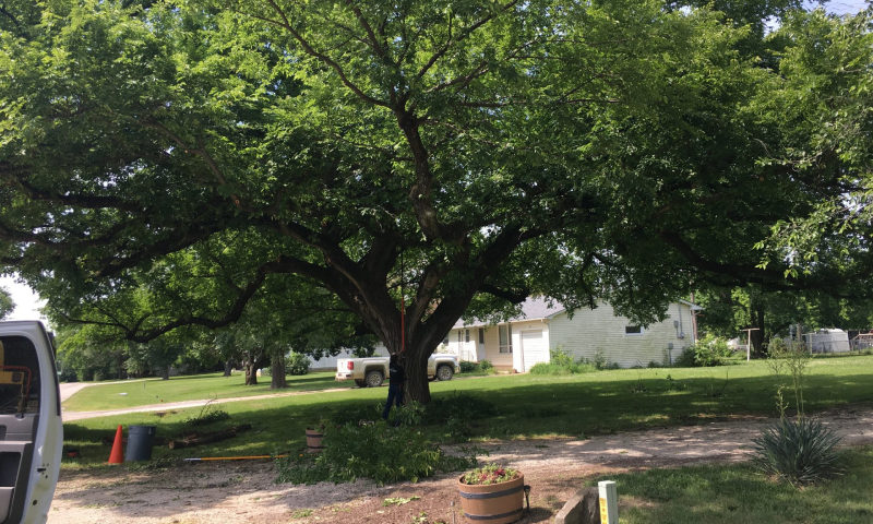 tree pruning service