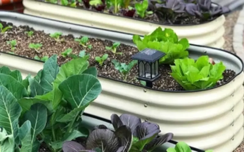 raised garden boxes