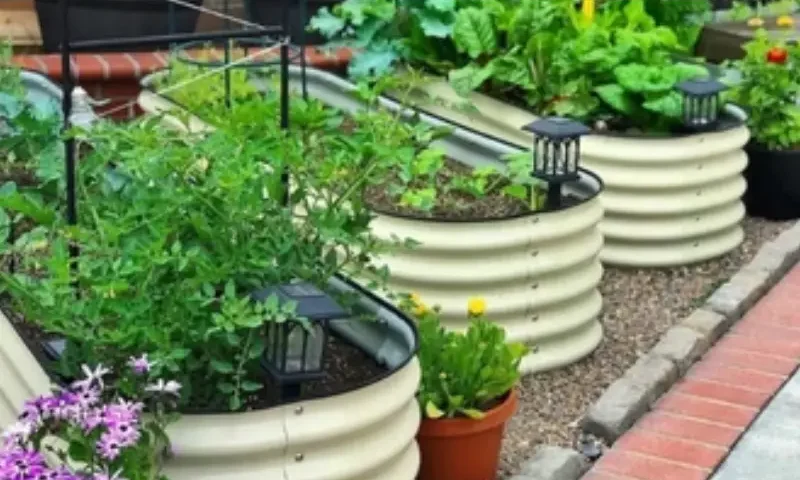 raised garden boxes
